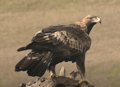 AGUILA REAL | GOLDEN EAGLE | Aquila chrysaetos