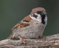 GORRIÓN MOLINERO | TREE SPARROW | Passer montanu