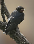 GOLONDRINA COMÚN | SWALLOW | Hirundo rustica