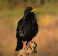 ESTORNINO NEGRO | SPOTLESS STARLING | Sturnus unicolo