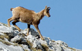Rebeco ( Rupicapra rupicapra ) Chamois