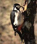 PICO PICAPINOS | GREAT SPOTTED WOODPECKER | Dendrocopos