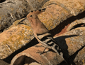 ABUBILLA | HOOPOE | Upupa epops