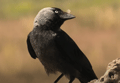 GRAJILLA | JACKDAW | Corvus monedula