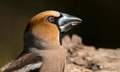 PICOGORDO | HAWFINCH | Coccothraustes coccothraustes