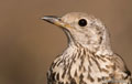 ZORZAL CHARLO | MISTLE THRUSH | Turdus viscivorus