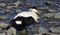 EIDER COMÚN | Common Eider | Somateria mollissim
