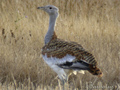 Avutarda ( Otis tarda ) Great Bustard