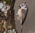 HERRERILLO CAPUCHINO |CRESTED TIT | Parus cristatusMOCH