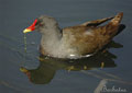 GALLINETA COMÚN | MOORHEN | Gallinula chloropus