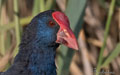 CALAMÓN | PURPLE GALLINULE | Porphyrio porphyrio