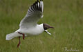 GAVIOTA REIDORA | BLACK-HEADED GULL | Larus ridibundus