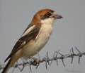 ALCAUDÓN COMÚN | WOODCHAT SHRIKE | Lanius