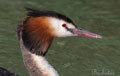 SOMORMUJO LAVANCO | GREAT CRESTED GREBLE | Podiceps cri