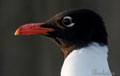GAVIOTA CABECINEGRA | MEDITERRANEAN GULL | Larus melano