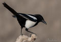 URRACA | MAGPIE | Pica pic
