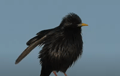 ESTORNINO NEGRO | SPOTLESS STARLING | Sturnus unicolor