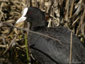 FOCHA COMÚN | COOT | Fulica atra