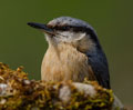 TREPADOR AZUL | NUTHATCH | Sitta europaea