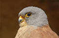 CERNÍCALO PRIMILLA | LESSER KESTREL | Falco naum