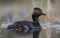ZAMPULLÍN CUELLINEGRO | BLACK-NECKED GREBE | Pod