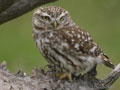 MOCHUELO COMÚN | LITTLE OWL | Athene noctua