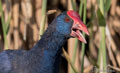 CALAMÓN | PURPLE GALLINULE | Porphyrio porphyrio