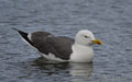 GAVIOTA SOMBRÍA | LESSER BLACK-BACKED GULL | Lar