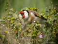 Jilguero ( Carduelis carduelis ) Goldfinch
