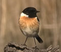 TARABILLA COMÚN | STONECHAT | Saxicola torquata