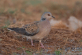 TÓRTOLA COMÚN | TURTLE DOVE | Streptopeli