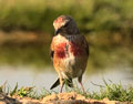 PARDILLO COMÚN | LINNET | Carduelis cannabina