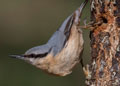 TREPADOR AZUL | NUTHATCH | Sitta europeae