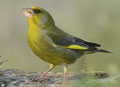 VERDERÓN COMÚN | GREENFINCH | Carduelis c