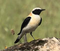 COLLALBA RUBIA | BLACK-EARED WHEATEAR | Oenanthe hispan