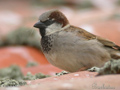 Gorrión común ( Passer domesticus ) House