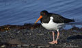OSTRERO | OYSTERCATCHER | Haematopus ostralegus
