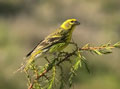 VERDECILLO | SERIN | Serinus serinus