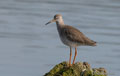 ARCHIBEBE COMÚN | REDSHANK | Tringa totanus