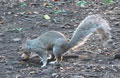 ARDILLA GRIS | CAROLINA GRAY SQUIRREL | Sciurus griseus