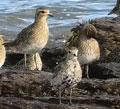 CHORLITO DORADO | GOLDEN PLOVER | Pluvialis apricaria