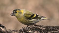 JILGUERO LUGANO | SISKIN | Spinus spinus