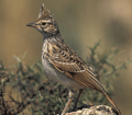 COGUJADA COMÚN | CRESTED LARK | Galerida cristat