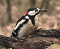 PICO PICAPINOS | GREAT SPOTTED WOODPECKER | Dendrocopos