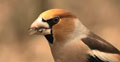 PICOGORDO | HAWFINCH | Coccothraustes coccothraustes