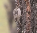AGATEADOR COMÚ | SHORT-TOED TREECREEPER | Certhi