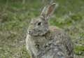 Conejo ( Oryctolagus cuniculus ) rabbit