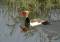 Pato colorado ( Netta rufina ) Red-crested Pochard