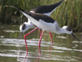 Cigüeñuela ( Himantopus himantopus )