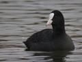 Focha común ( Fulica atra ) Coot